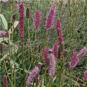 Sanguisorba Blackthorn