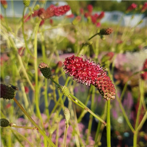 Sanguisorba tenuifolia Henk Gerritsen