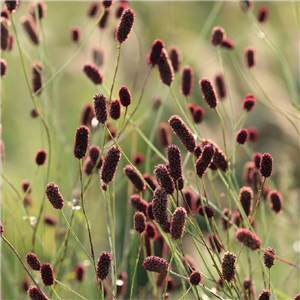 Sanguisorba officinalis Japan