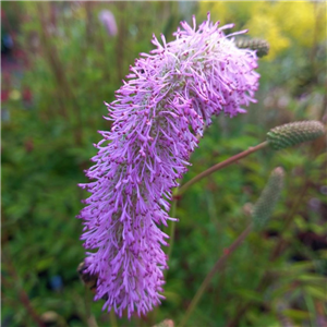 Sanguisorba Pink Brushes