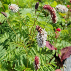 Sanguisorba stipulata var. rishirensis