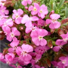 Saponaria ocymoides Bressingham Pink