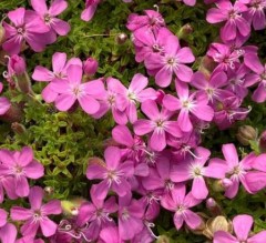 Saponaria ocymoides Bressingham Pink