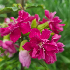 Saponaria officinalis Rubra Plena