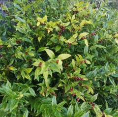 Sarcococca confusa