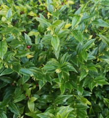 Sarcococca confusa