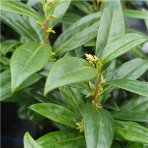 Sarcococca hookeriana var. humilis