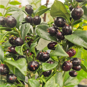 Sarcococca ruscifolia