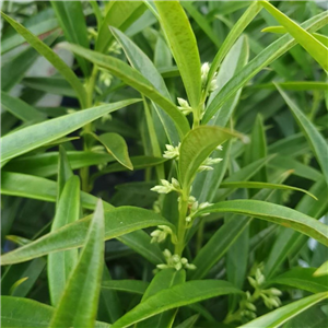 Sarcococca saligna