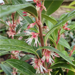 Sarcococca hookeriana Winter Gem