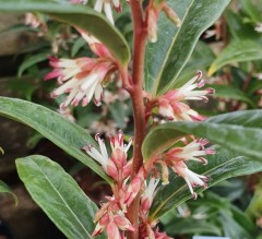 Sarcococca hookeriana Purple Stem