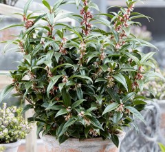 Sarcococca hookeriana Winter Gem