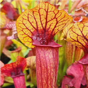 Sarracenia x H 238 Bigun OP