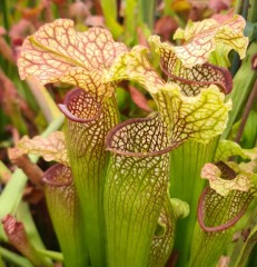 Sarracenia x H 46 Labyrinth