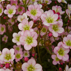 Saxifraga Pixie Apple Blossom