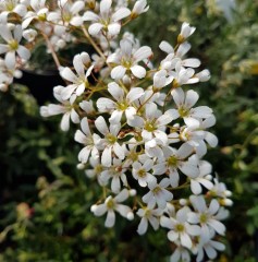 Saxifraga burnatii