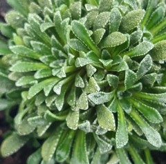 Saxifraga burnatii