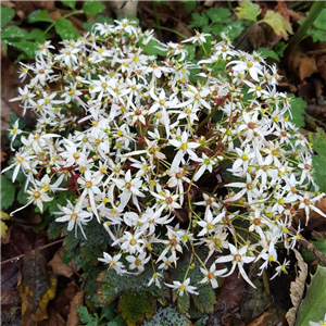 Saxifraga fortunei Conwy Snow