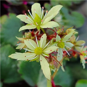 Saxifraga fortunei Blackberry and Apple