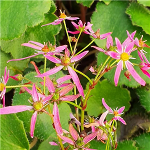 Saxifraga fortunei Cherry Pie