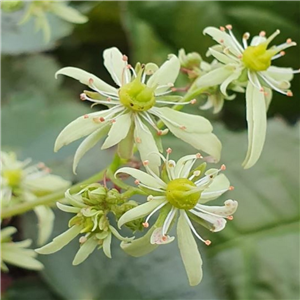 Saxifraga fortunei Dai Uchu