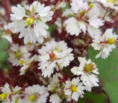 Saxifraga fortunei Hakubai