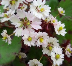 Saxifraga fortunei Hakubai