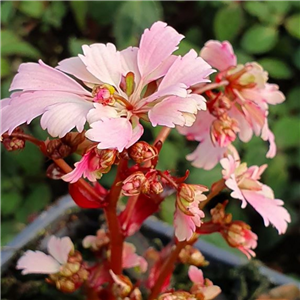 Saxifraga fortunei Komochi Daimonji