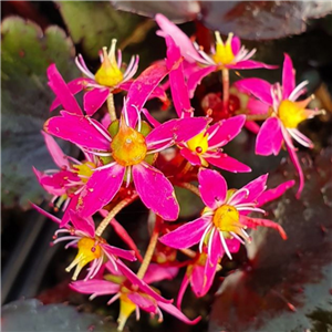 Saxifraga fortunei Masami