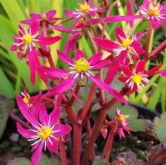 Saxifraga fortunei Miwaku Beni