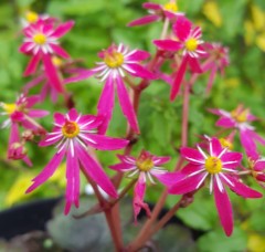 Saxifraga fortunei Miwaku Beni