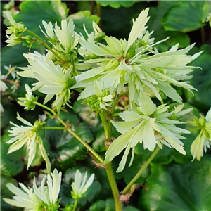 Saxifraga fortunei Moe