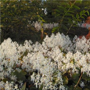 Saxifraga fortunei