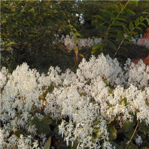 Saxifraga fortunei