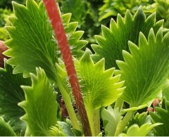 Saxifraga geum