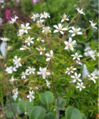 Saxifraga geum