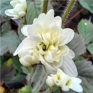 Saxifraga granulata Flore Plena