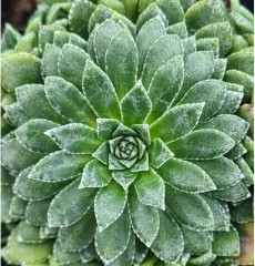 Saxifraga Hare Knoll Beauty