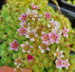 Saxifraga Hare Knoll Beauty