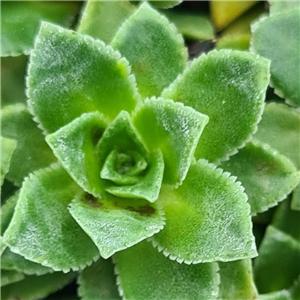 Saxifraga kolenatiana Atropurpurea