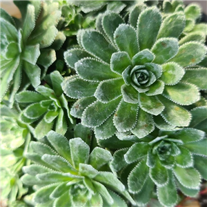 Saxifraga Lemon Puff