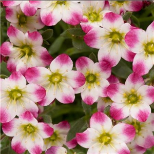 Saxifraga Marto Red Picotee