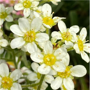 Saxifraga paniculata var. portae