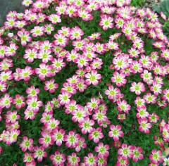 Saxifraga Peter Pan