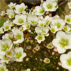 Saxifraga Pixie White