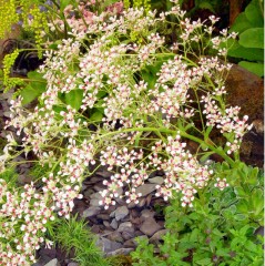 Saxifraga Southside Seedling