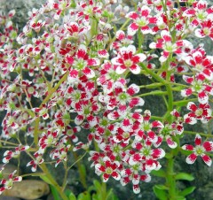 Saxifraga Southside Seedling