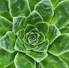 Saxifraga Southside Seedling