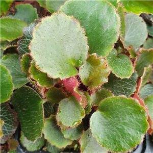 Saxifraga stolonifera Liliput