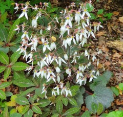 Saxifraga stolonifera